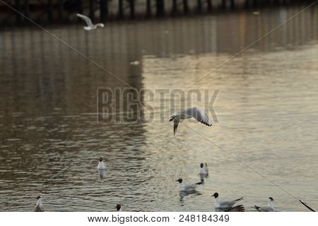 Seagull Is A Bird In Flight. Flies Over The Water