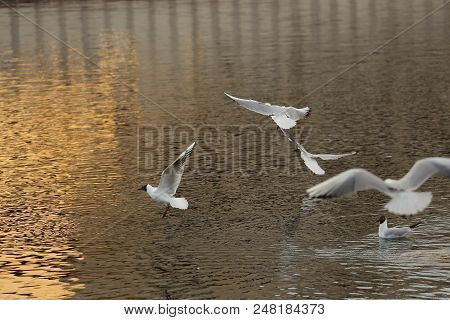 Seagull Is A Bird In Flight. Flies Over The Water