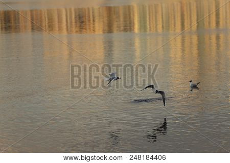 Seagull Is A Bird In Flight. Flies Over The Water