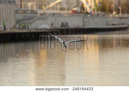 Seagull Is A Bird In Flight. Flies Over The Water