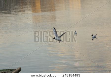 Seagull Is A Bird In Flight. Flies Over The Water