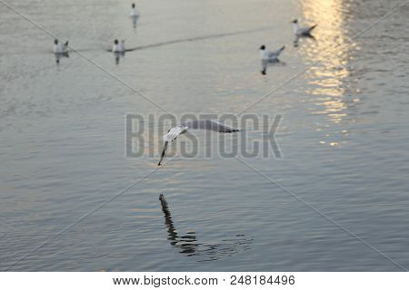 Seagull Is A Bird In Flight. Flies Over The Water