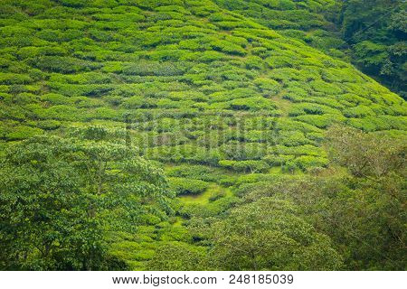 Cameron Highlands Boh Tea Plantation