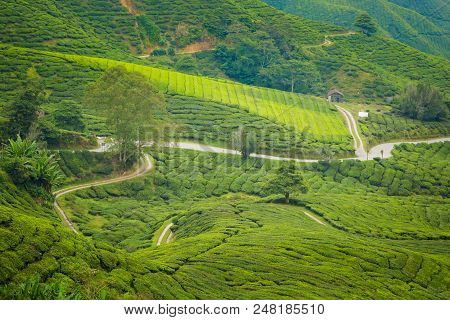 Cameron Highlands Boh Tea Plantation
