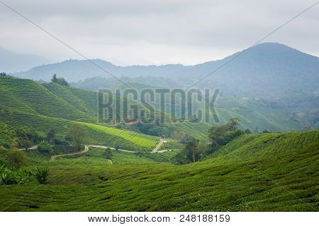Cameron Highlands Boh Tea Plantation