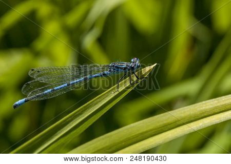 Azure Damselfly Insect Resting In A Dragonfly Springtime Summer Garden