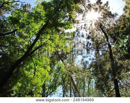 The Sun Shines Through Branches Of Trees In The Spring, Shooting From Below
