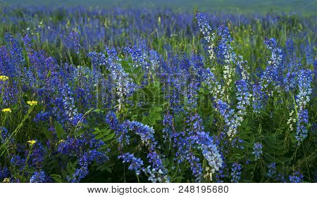 Background - Evening Meadow Motley Grass With Flowering Alfalfa