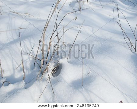 New Snow Covered Last Year S Grass In The Winter