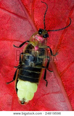 Firefly (Lightning Bug)