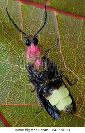 Firefly (Lightning Bug)