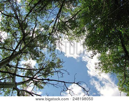 Overhead View On Trees And Blue Sky With White Clouds Through Branches