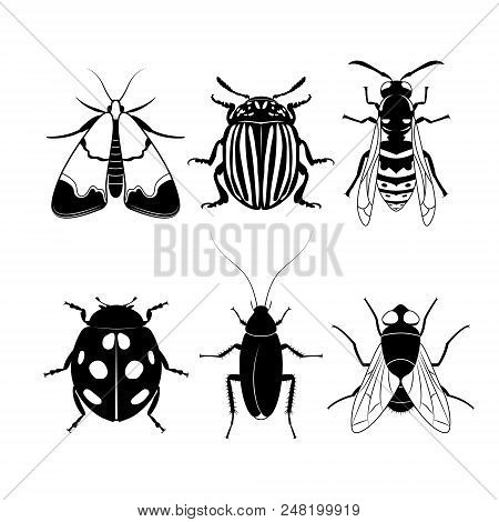 Set Of Different Insects On White Background, Black Insects Silhouettes, Fly, Moth, Cockroach, Ladyb