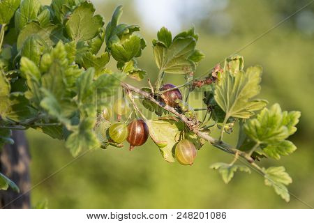 Summer In The Garden Is A Bush Of Ripe Agrus.