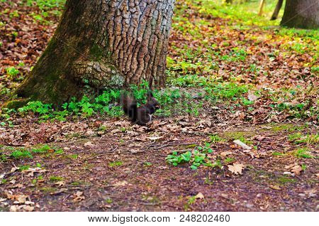 Squirrel In Park Closeup On Background Of Summer Woods.
