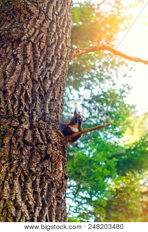 Squirrel In Park Closeup On Background Of Summer Woods.
