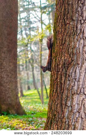 Squirrel In Park Closeup On Background Of Summer Woods.