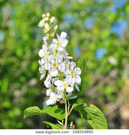 Closeup Of Branch Of Bird Cherry, Brightly Backlit Against Sky