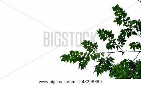 Tropical Tree Leaves With Branches On White Isolated Background For Green Foliage Backdrop