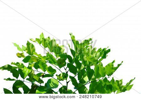 Tropical Tree Leaves With Branches And Sunlight On White Isolated Background For Green Foliage Backd