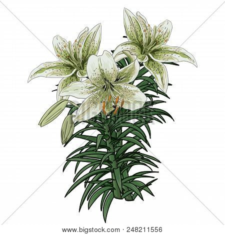 Collection Set Of Hand Drawn Flowers On White Background. Botanical Elements.