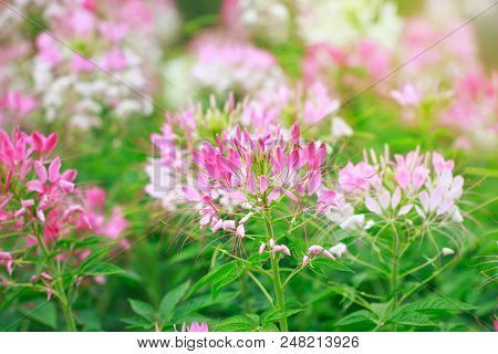Beautiful Cleome Spinosa Or Spider Flower In The Garden