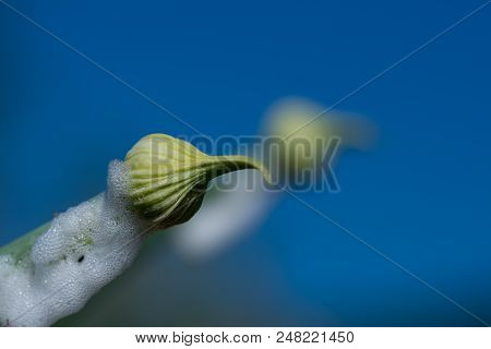 Organic Herb Onion Bud Isolated On Blue Sky