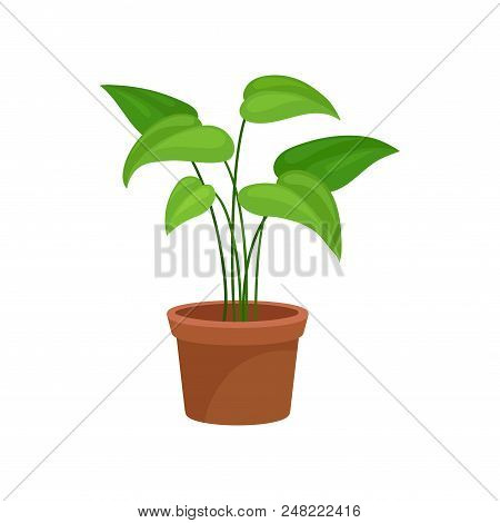 Home Decorative Plant, Greren Houseplant For Interior Design Vector Illustration Isolated On A White