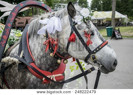 Wedding Car With Horses Decorated With Flowers And Ribbons