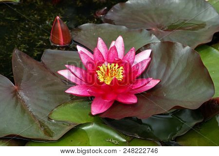 Flower Of Pink Water Lily In A Pond