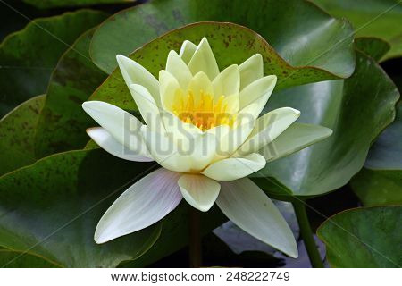 Flower Of Yellow Water Lily In A Pond