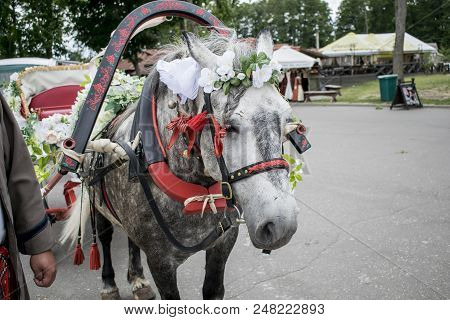 Wedding Car With Horses Decorated With Flowers And Ribbons