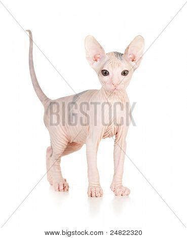 Sjove hairless sphynx killing isoleret