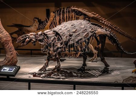 Shanghai, China - April 13 2018, Fossil Skeleton Of Ankylosaurus A Dinosaur With Extremely Thick Pla