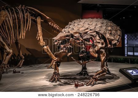Shanghai, China - April 13 2018, Fossil Skeleton Of Ankylosaurus A Dinosaur With Extremely Thick Pla