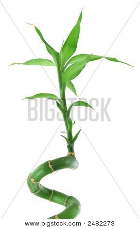 针对白幸运竹