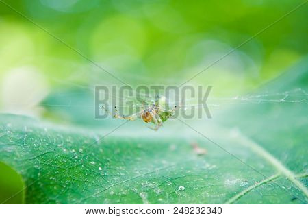 Macro Spider Photo, Spider On The Web, Green Background
