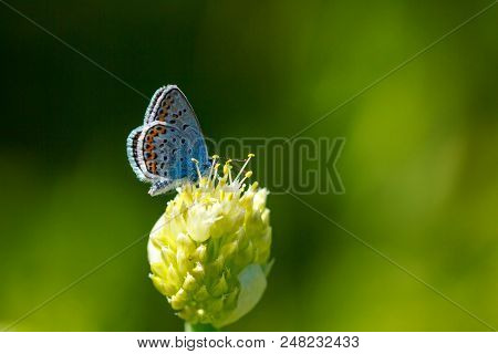 Adonis Blue Butterfly Sitting On A Flower Macro