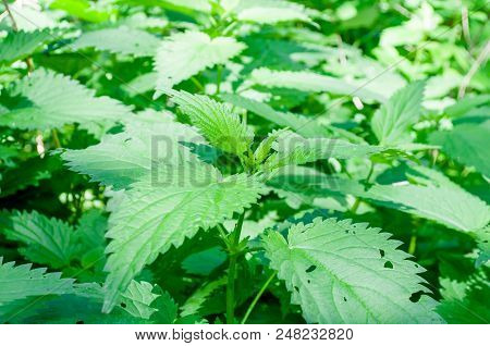 Nettle Plant In Field. Green Natural Background With Soft Bokeh. Selected Focus. Detailed Picture. W