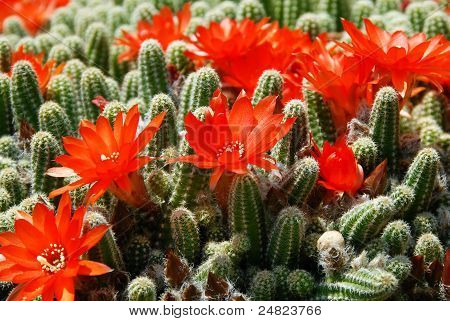 Cactus rød blomster