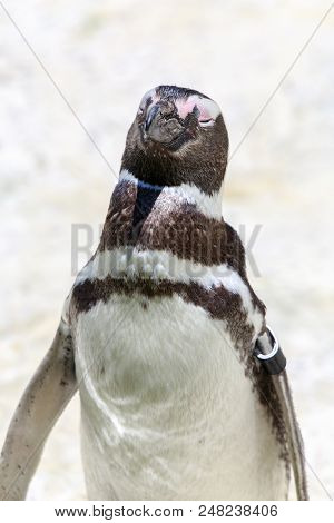 Magellanic Penguin Portrait. The Magellanic Penguin (spheniscus Magellanicus) Is A South American Pe