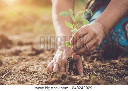 Hand Holding And Planting Young Butterfly Pea Tree Into Soil. Save World And Ecology Concept