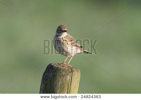 Pipit โดว์