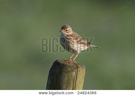 Pipit โดว์