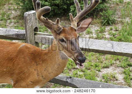 A Close Up Of A Four Point Young Buck Head With His Mouth Open On The Fire Island National Sea Shore