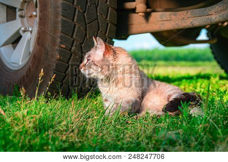 Shorthair Cat Lies In Grass Beside The Wheel Under The Car. Sidet View Portrait Cat. Rustic Still Li