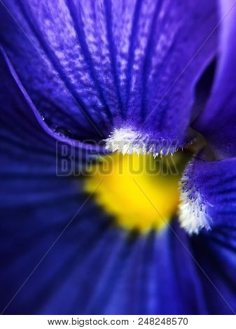 Beautiful Blue Violets In Prak In Summer
