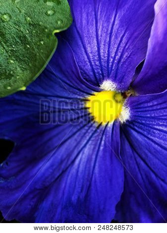 Beautiful Blue Violets In Prak In Summer