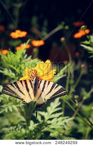 Beautiful Butterfly On A Bright Flower. The Span Of The Striped Wings. Macro Photography Of Nature