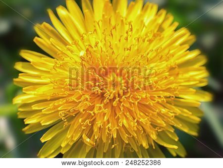 Dandelion In The Grass. Spring, Spring Flowers, Place For Text